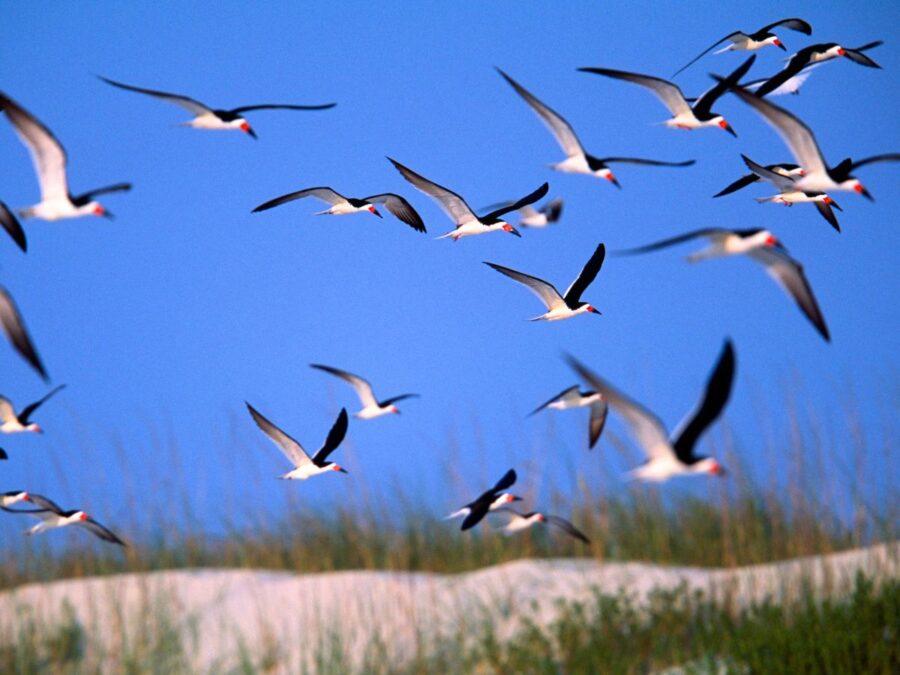 Photo of flock of Black Skimmers in flight. 
