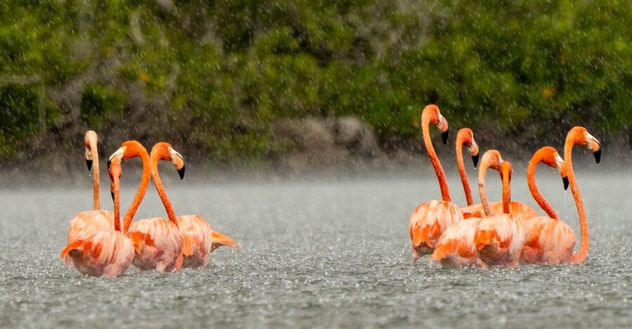 Beautiful American Flamingos enjoying a rain shower on Flamingo Pond, North Caicos (photo by Beny Wilson)