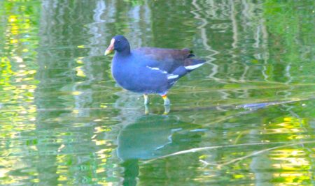 Common Gallinule standing in shallow water.