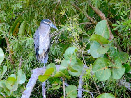 Yellow-crowned Night Heron perched on a branch and surrounded by leaves.