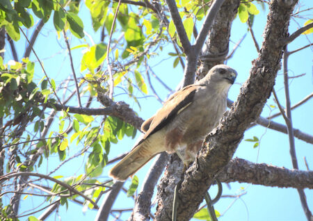 Photo of a Ridgway's Hawk perched on a tree with a snake held in its talons.