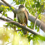 A juvenile Ridgway's Hawk perched on a branch.