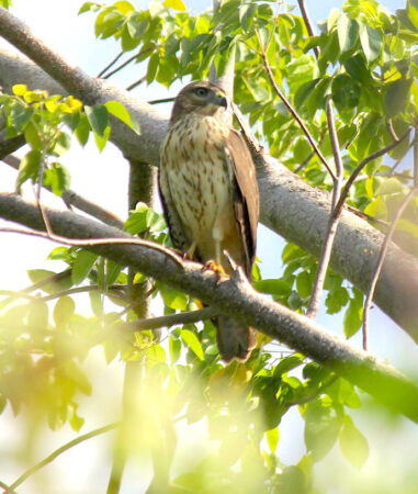 A juvenile Ridgway's Hawk perched on a branch.
