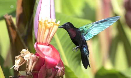 Photo of a Purple-throated Hummingbird hovering and drinking nectar from a banana flower.