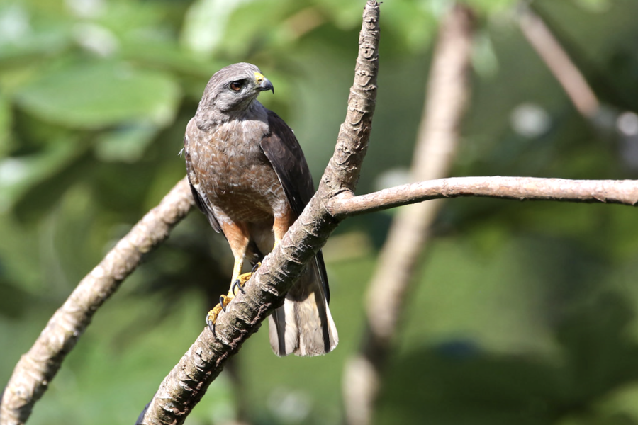 Photo of a Ridgway's Hawk perched on a branch. 