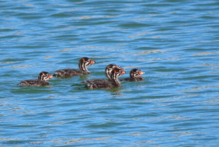 A Group of Pied-billed Grebe chicks