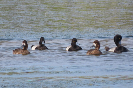 A Group of Lesser Scaup