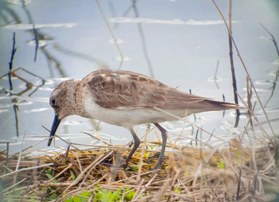 aird's Sandpiper