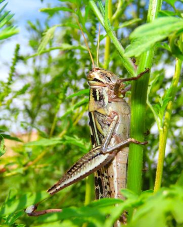 Photo of a grasshopper vertically perched on a plant stem.