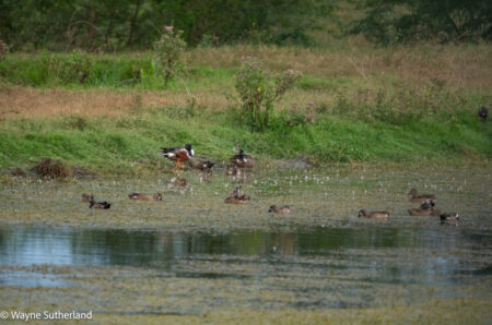 Mixed flock of ducks, Northern Shoveler, Blue-winged Teal, Lesser Scaup