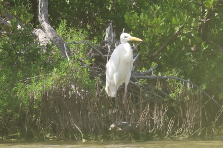 White-morph of the Great Blue Heron