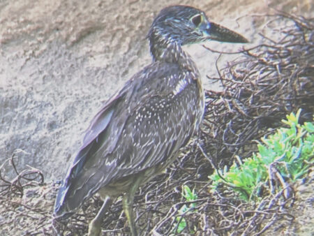 Juvenile Yellow-crowned Night-heron.