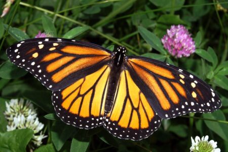 Photo of a female Monarch Butterfly resting on a plant.