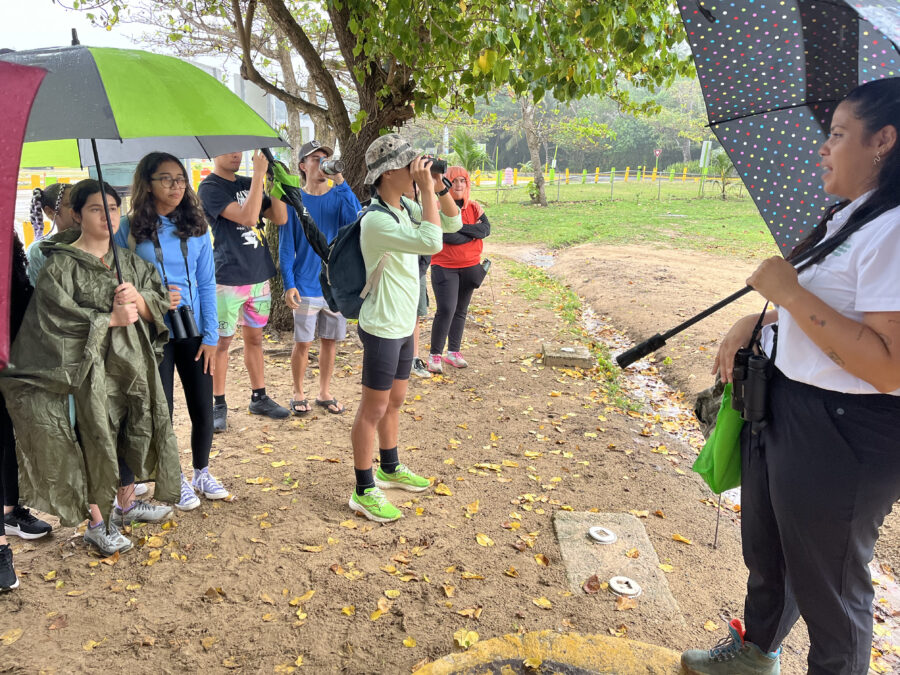 Group birding with ubrellas