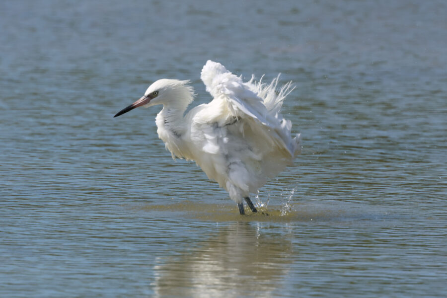 White-morph Reddish Egret