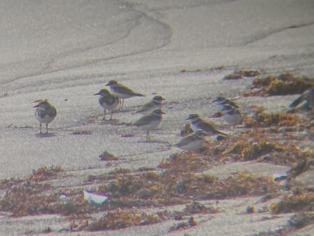 Shorebirds on the beach