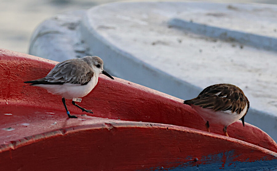 Sanderling with bands and a flag