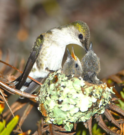 Photo of a Vervain Hummingbird feeding her chicks in the nest.