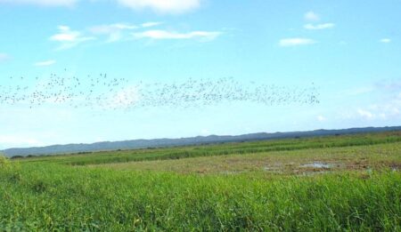 Photo of flock of birds flying over a rice field.