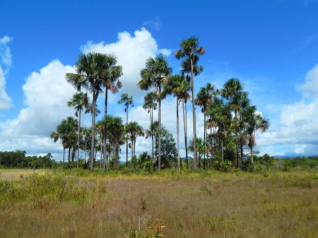 photo of Moriche Palm island within the Aripo Savannas