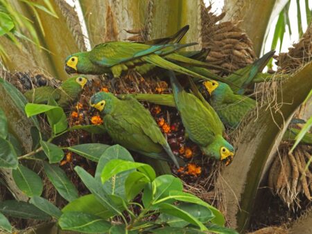 Photo of flock of Red-bellied Macaws feeding on Moriche Palm fruits.
