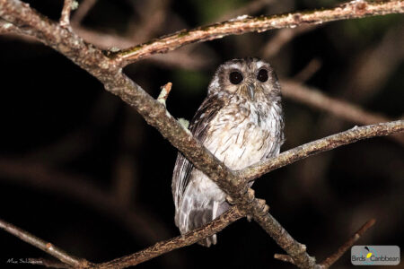 Bare-legged Owl perched