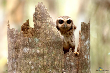 Bare-legged Owl perched inside a tree stump