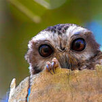 Bare-legged Owl peeks out from a hollow tree stump