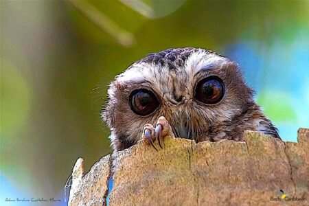 Bare-legged Owl peeks out from a hollow tree stump