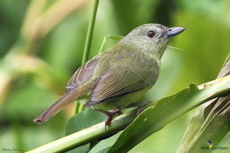 Blue Mountain Vireo