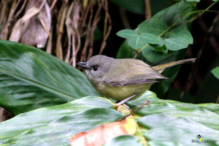 Blue Mountain Vireo