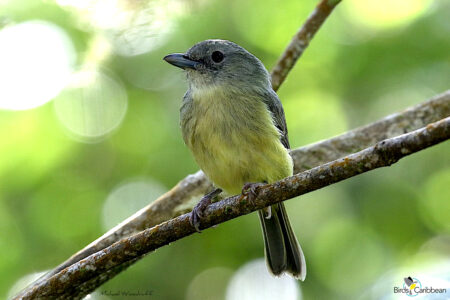 Blue Mountain Vireo