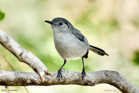 Cuban Gnatcatcher (Photo by Roberto Jovel)