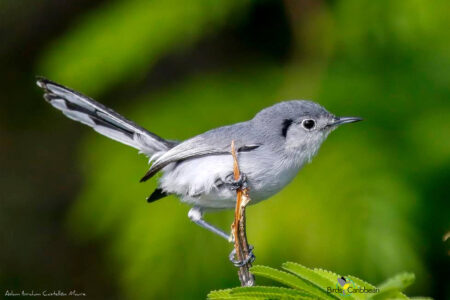 Cuban Gnatcatcher (Photo by Aslam Ibrahim Castellon Maure)