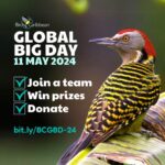 For Global Big Day 2024 we will be raising funds to help Caribbean delegates attend our conference in the Dominican Republic.  Hispaniolan Woodpecker
(Photo by Jose M Pantaleon)