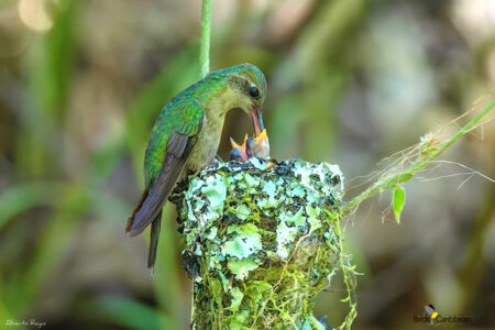 Hispaniolan Emerald (Photo by Alberto Rojas)