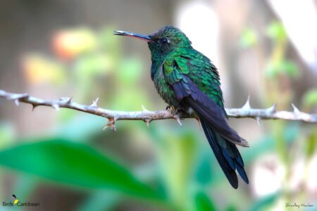 Hispaniolan Emerald (Photo by Bradley Hacker)