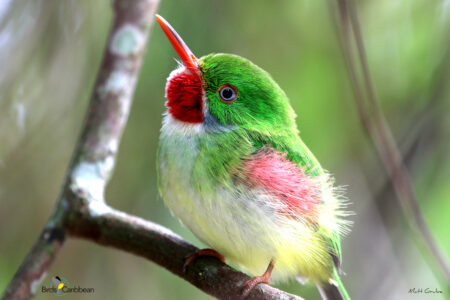 Jamaican Tody (Photo by Matt Grube)