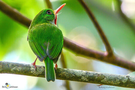 Jamaican Tody (Photo by Anthony VanSchoor)