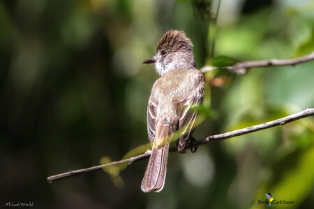 La Sagra's Flycatcher Cuba