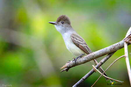 La Sagra's Flycatcher Cuba