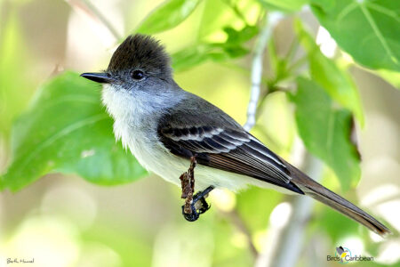 La Sagras Flycatcher The Bahamas