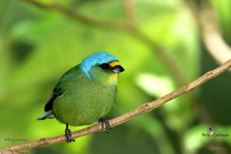 Lesser Antillean Euphonia female