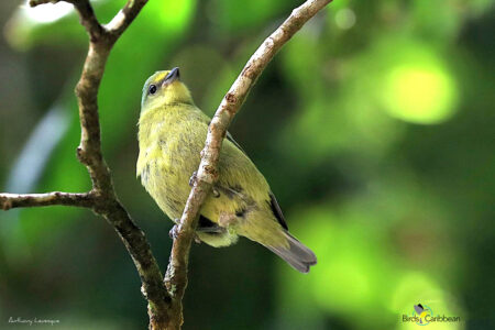 Juvenile Lesser Antillean Euphonia