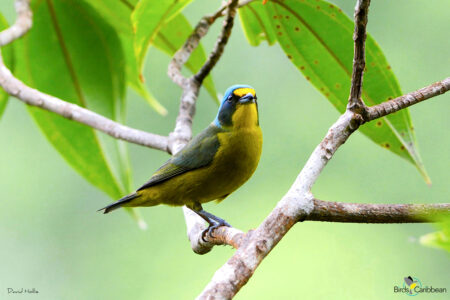 Male Lesser Antillean Euphonia 