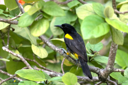 Puerto Rican Oriole