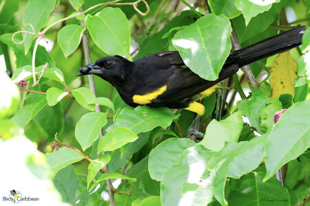 Puerto Rican Oriole