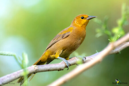 Immature Puerto Rican Oriole