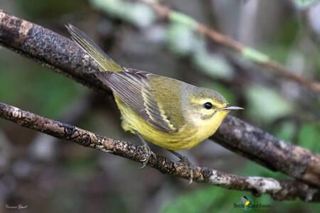 Female Vitelline Warbler