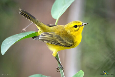 Male Vitelline Warbler